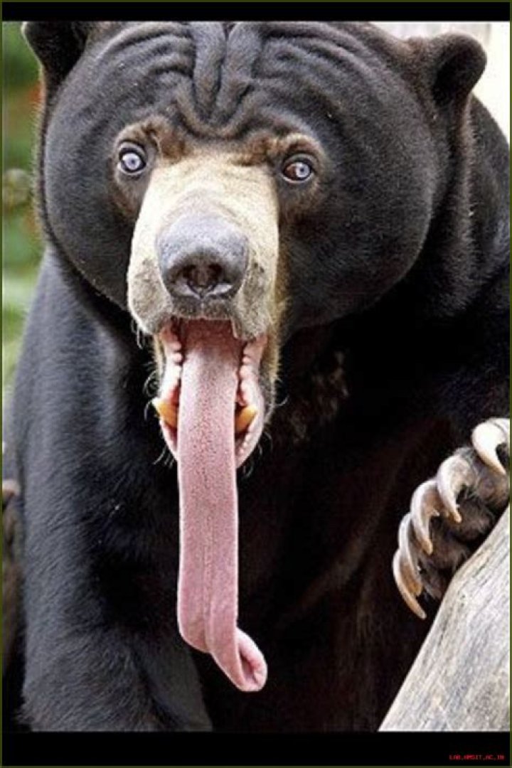 Captivating Images Of Bears With Tongues Extended
