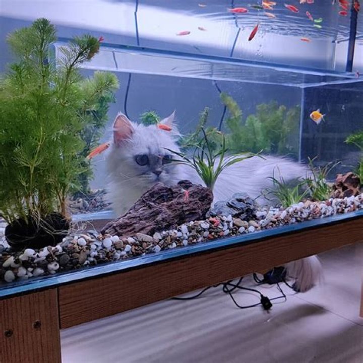 Feline In Confined Aquarium: A Curious Cat In A Fish Tank Box