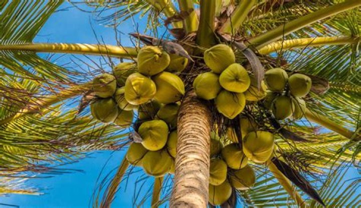 The Ultimate Guide To Coconut Fronds: Durability, Versatility, And Sustainable Uses