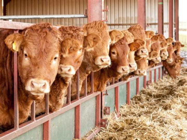 The Ultimate Guide To Prize Cows: Maximizing Profits And Improving Herd Performance